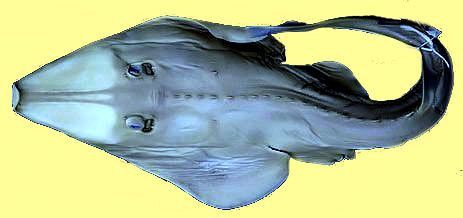 Rhinobatos (Glaucostegus) cemiculus _05.jpg